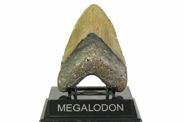 Fossil Megalodon Tooth - North Carolina #356704